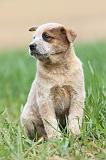 BOUVIER AUSTRALIEN 189